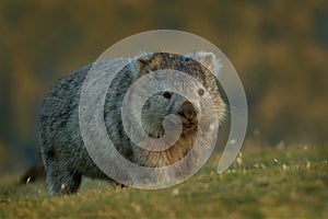 Vombatus ursinus - Common Wombat in the Tasmanian scenery