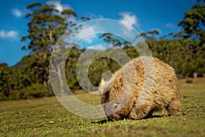 Vombatus ursinus - Common Wombat in the Tasmanian scenery