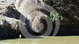 Vombatus ursinus - common wombat in the Tasmanian scenery, drinking puddle on the island near tasmania