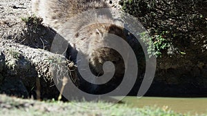 Vombatus ursinus - Common Wombat in the Tasmanian scenery, drinking puddle on the island near Tasmania