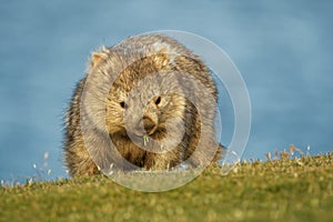 Vombatus ursinus - Common Wombat in the Tasmanian scenery, eating grass in the evening on the island near Tasmania