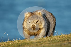 Vombatus ursinus - Common Wombat in the Tasmanian scenery, eating grass in the evening on the island near Tasmania