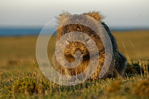 Vombatus ursinus - Common Wombat in the Tasmanian scenery, eating grass in the evening on the island near Tasmania