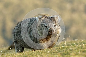 Vombatus ursinus - Common Wombat in the Tasmanian scenery, eating grass in the evening on the island near Tasmania photo