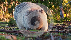 Vombatus ursinus - Common Wombat in the Tasmanian scenery, eating grass on the meadow. Australian furry vegetarian mammal