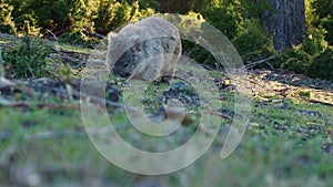 Vombatus ursinus - Common Wombat in the Tasmanian scenery, eating grass on the meadow. Australian furry vegetarian mammal