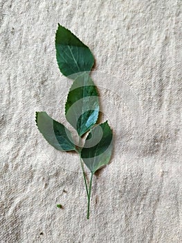 Vomit making ayurvedic medicinal plant leaves. Lipang-aso / Fleurya interrupta. Medicinal herbs, Herbal plants
