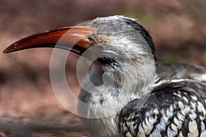 A a Von der Decken Hornbill in profile.