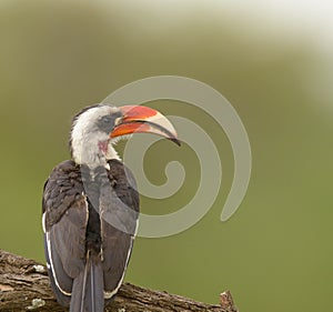 Von der Decken`s Hornbill