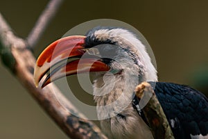 Von der Decken`s hornbill