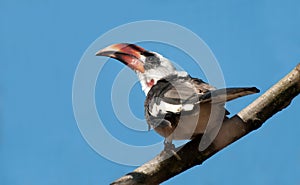 Von Der Decken's Hornbill