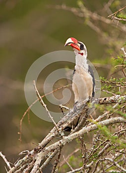 Von der Decken's Hornbill