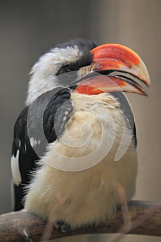 Von der Decken's Hornbill