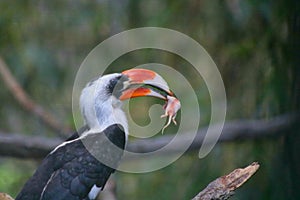 Von der Decken's hornbill bird