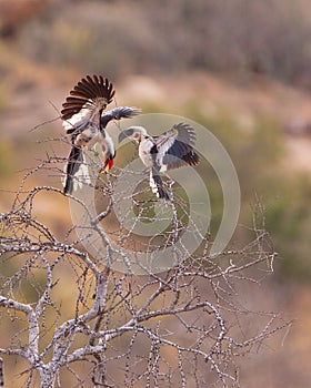 Von der DeckenÂ´s Hornbill courtship