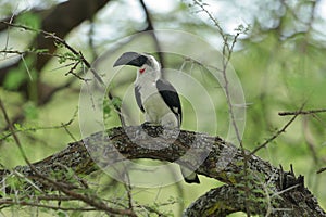 A Von der Decken`s hornbill female