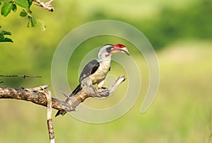 A Von der Decken`s hornbill male perched