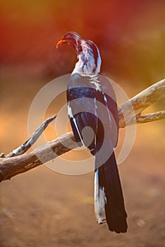 Von Der Decken`s Hornbill perched