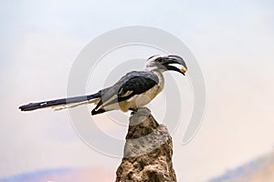 Von der Decken`s Hornbill perched on a rock observing its environment, on the lookout for predators