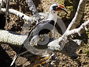 Von der Decken's hornbill perched on tree branch