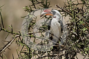 Von Der Decken's Hornbill, Tanzania photo