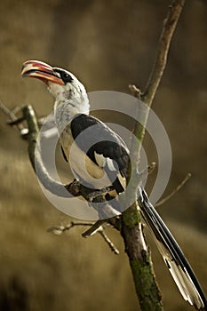 Von der Decken`s hornbill Tockus deckeni.