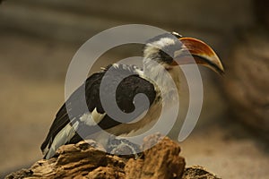 Von der Decken`s hornbill Tockus deckeni.