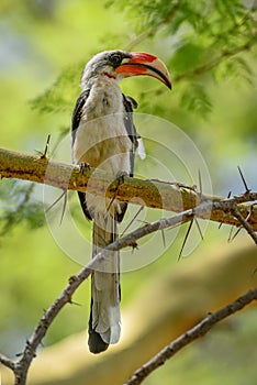 Von Der Decken`s Hornbill - Tockus deckeni