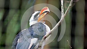 Von Der Decken's Hornbill (Tockus Deckeni)