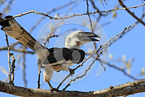 Von der Decken`s hornbill Tockus deckeni