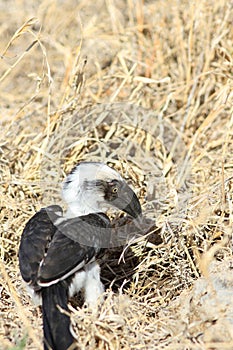 Von der Decken`s hornbill Tockus deckeni