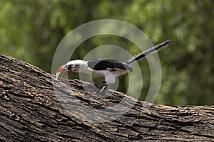 Von Der Decken`s Hornbill, tockus deckeni, Adult scratching Tree Trunk, Masai Mara Park in Kenya