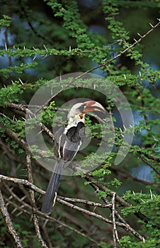 Von Der Decken`s Hornbill, tockus deckeni, Adult standing in Acacia Tree, Kenya