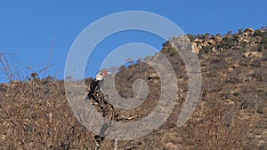Von Der Decken`s Hornbill, tockus deckeni, Adult standing on Branch, in flight, taking off, Tsavo Park in Kenya,