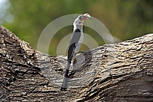 Von Der Decken`s Hornbill, tockus deckeni, Adult standing on Branch, Masai Mara Park in Kenya