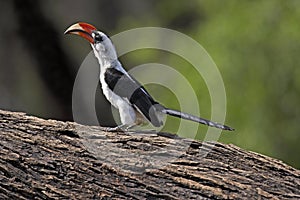 Von Der Decken`s Hornbill, tockus deckeni, Adult standing on Branch, Masai Mara Park in Kenya