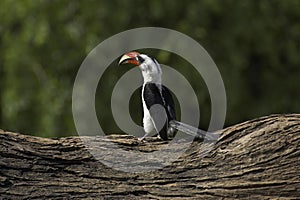 Von Der Decken`s Hornbill, tockus deckeni, Adult standing on Tree Trunk, Masai Mara Park in Kenya