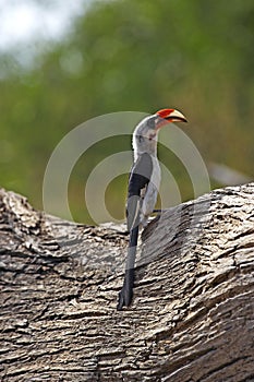 Von Der Decken`s Hornbill, tockus deckeni, Adult standing on Tree Trunk, Masai Mara Park in Kenya