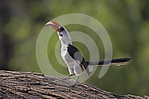 Von Der Decken`s Hornbill, tockus deckeni, Adult standing on Tree Trunk, Masai Mara Park in Kenya