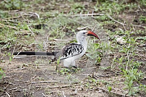 Von der Decken`s Hornbill Tockus deckeni on the Ground