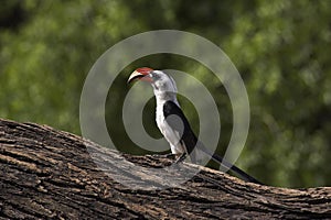 Von Der Decken`s Hornbill, tockus deckeni, Masai Mara Park in Kenya