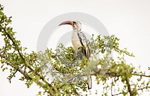 Von der Decken`s Hornbill Tockus deckeni Perched in a Tree