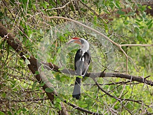 Von der Decken's hornbill (Tockus deckeni) resting on acacia tre