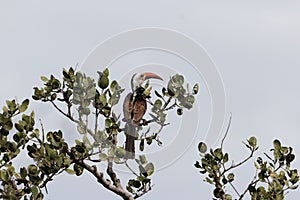 Von der Decken`s hornbill Tockus deckeni in a shrub