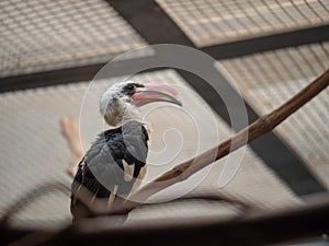 Von der Decken s hornbill tockus deckeni sits inside of a cage at a zoo exhibit