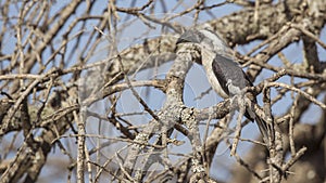 Von der Decken`s Hornbill on Tree