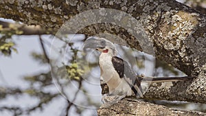 Von der Decken`s Hornbill on Tree