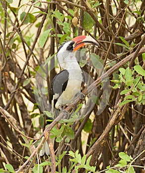 Von der Decken`s Hornbill in a tree