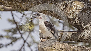 Von der Decken`s Hornbill on Tree Branch