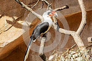 Von der Deckens hornbill is a hornbill found in East Africa, Tockus deckeni